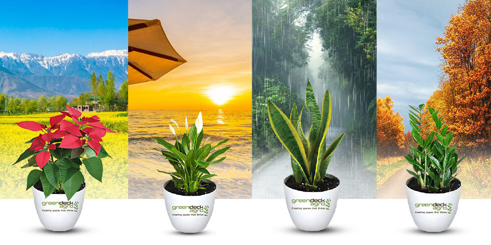 Plant Rental Services for Every Season: Transform Your Space with Greendeck Agro